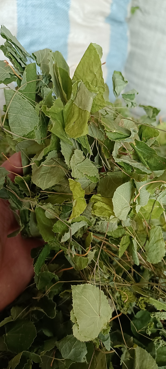 野生高含量精品淫羊藿#淫羊藿# #健康# #男性健康