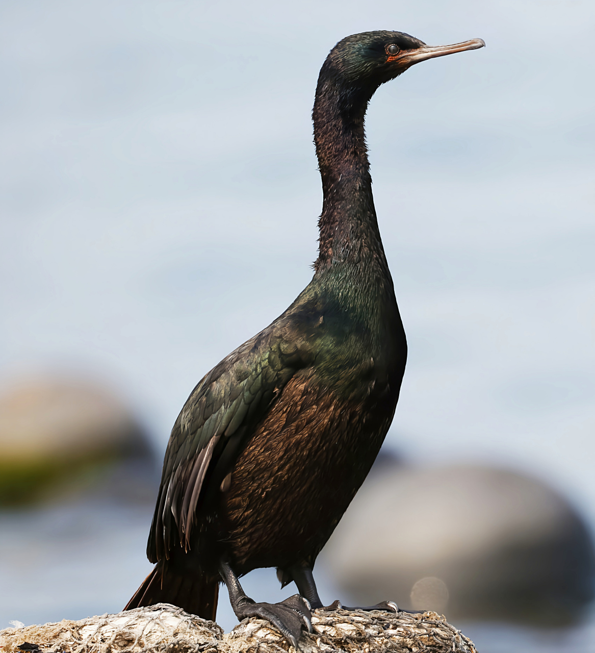 哪些有点"刑"的鸟类——海鸬鹚 海鸬鹚是我国二级保护动物,它一种大型