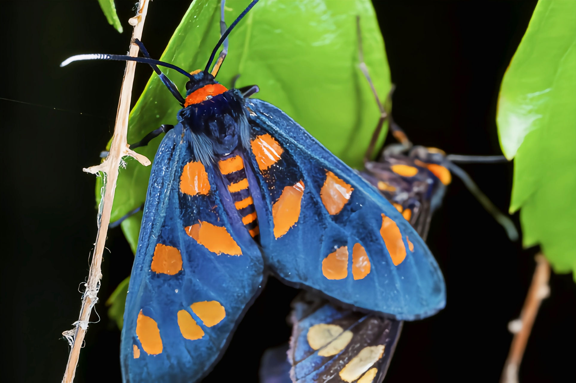 每天认识一种昆虫——虎蛾 虎蛾是鳞翅虎蛾科的通称,全世界已知约3000