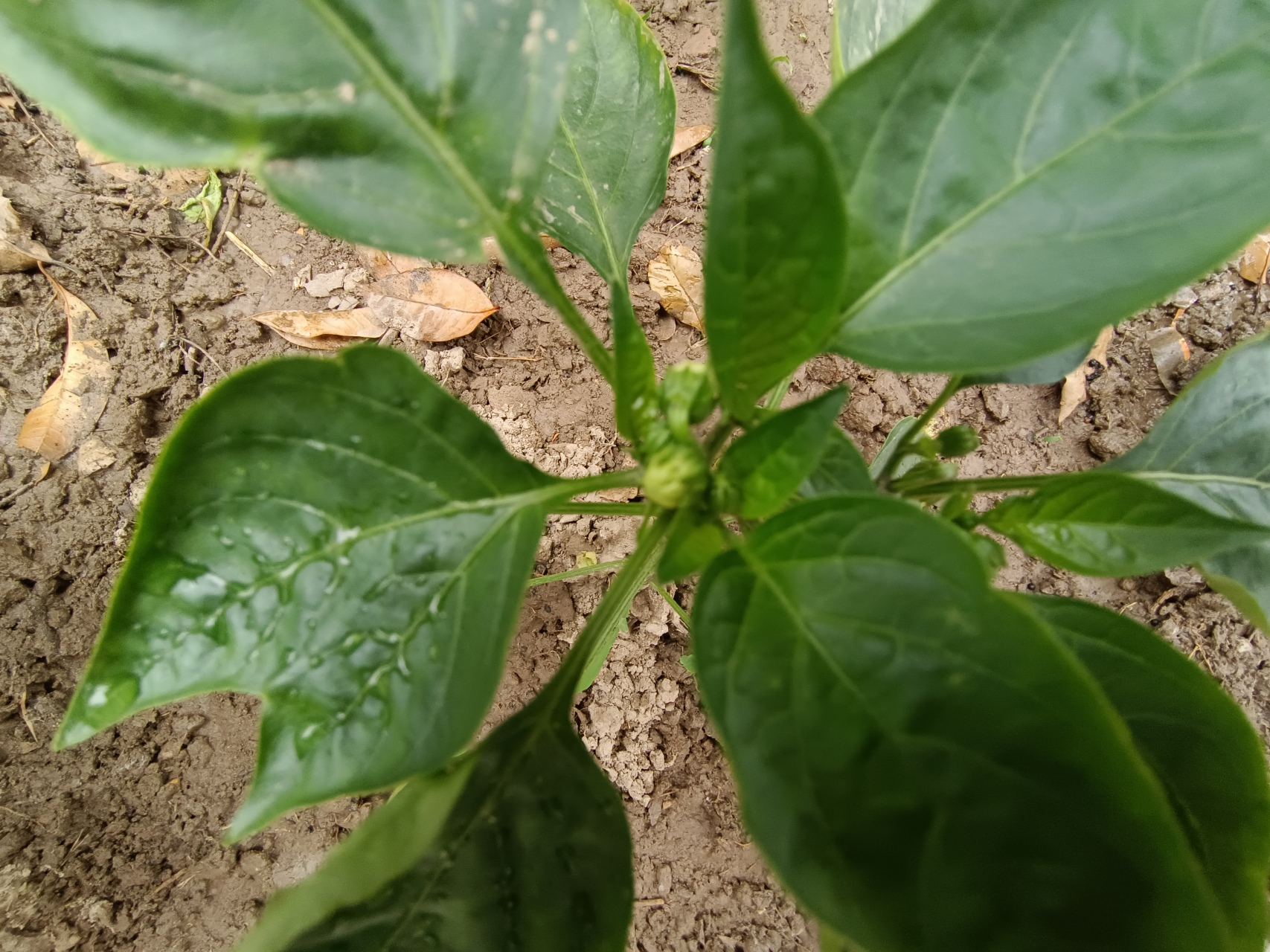 第一次种辣椒,没想到这么小的苗居然开花了