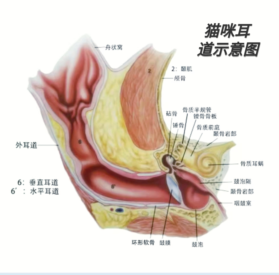 耳朵内部有白色鼓泡图片