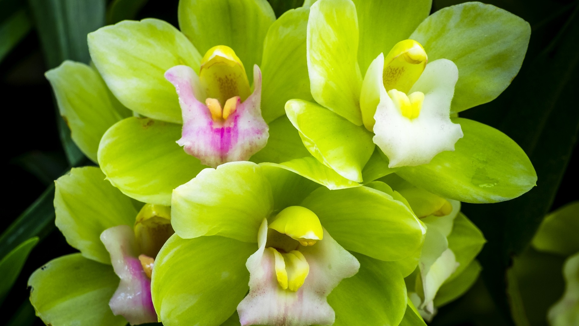 兰花叶子发黄的原因分析