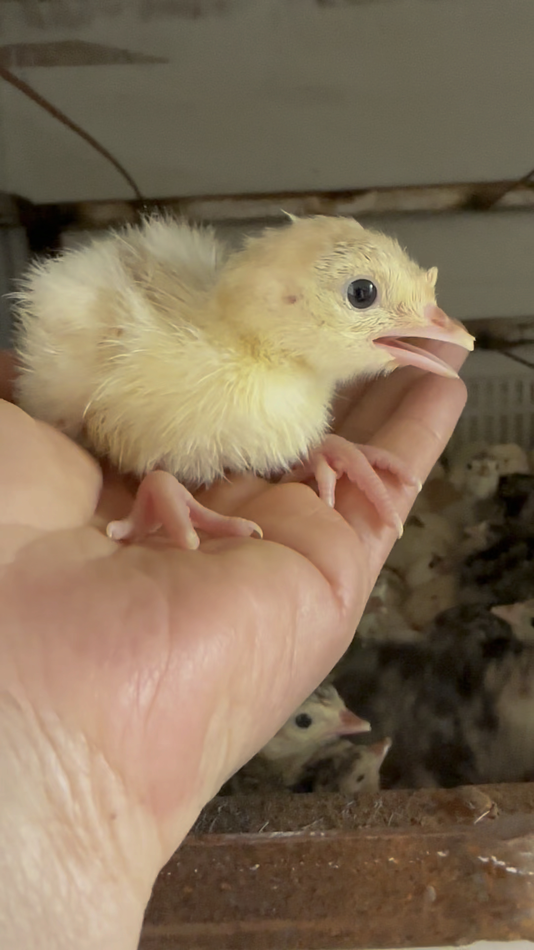 火鸡苗如何来区分真假?