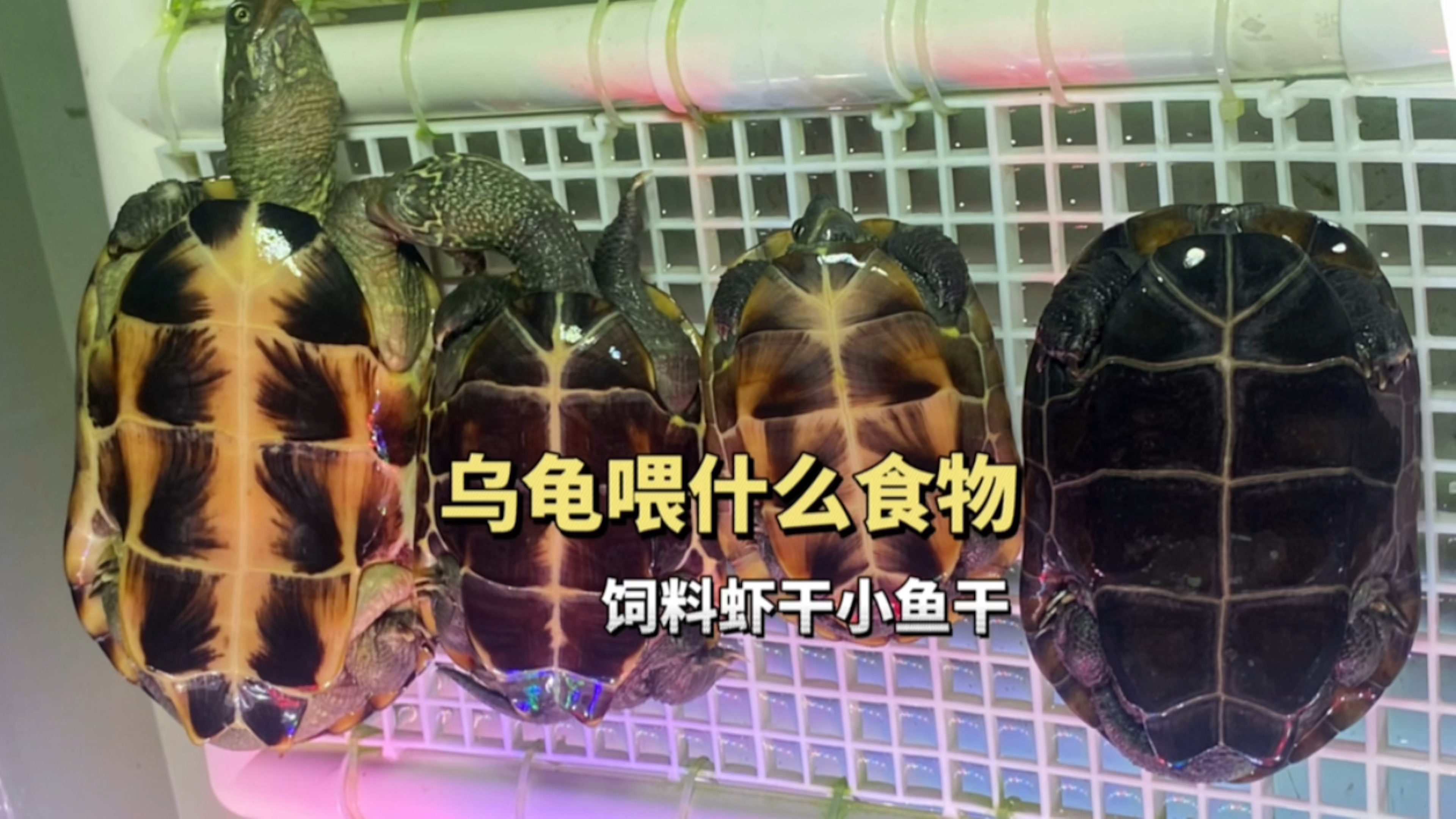 乌龟喂什么食物好?饲料虾干小鱼干