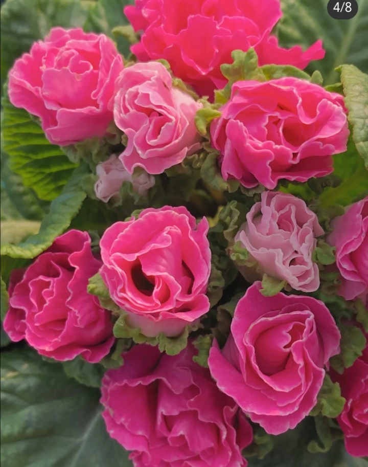 同样秀丽的欧报春与报春花