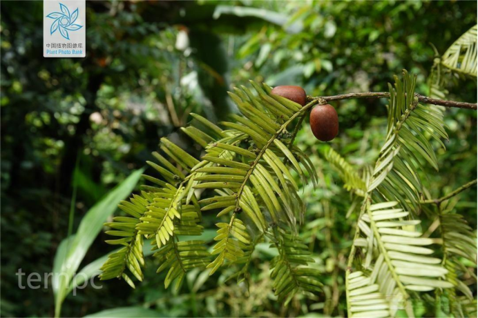 国家重点一级保护野生植物西双版纳粗榧