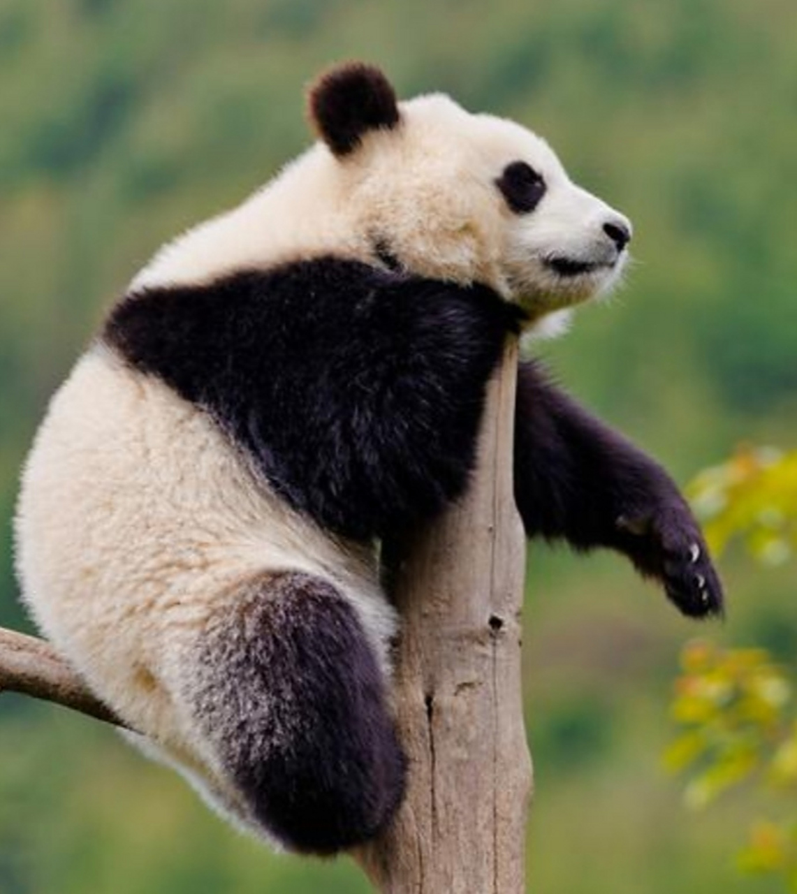 说到国宝熊猫,给我们的感觉是圆圆滚滚的,超级可爱的,我们也经常看见