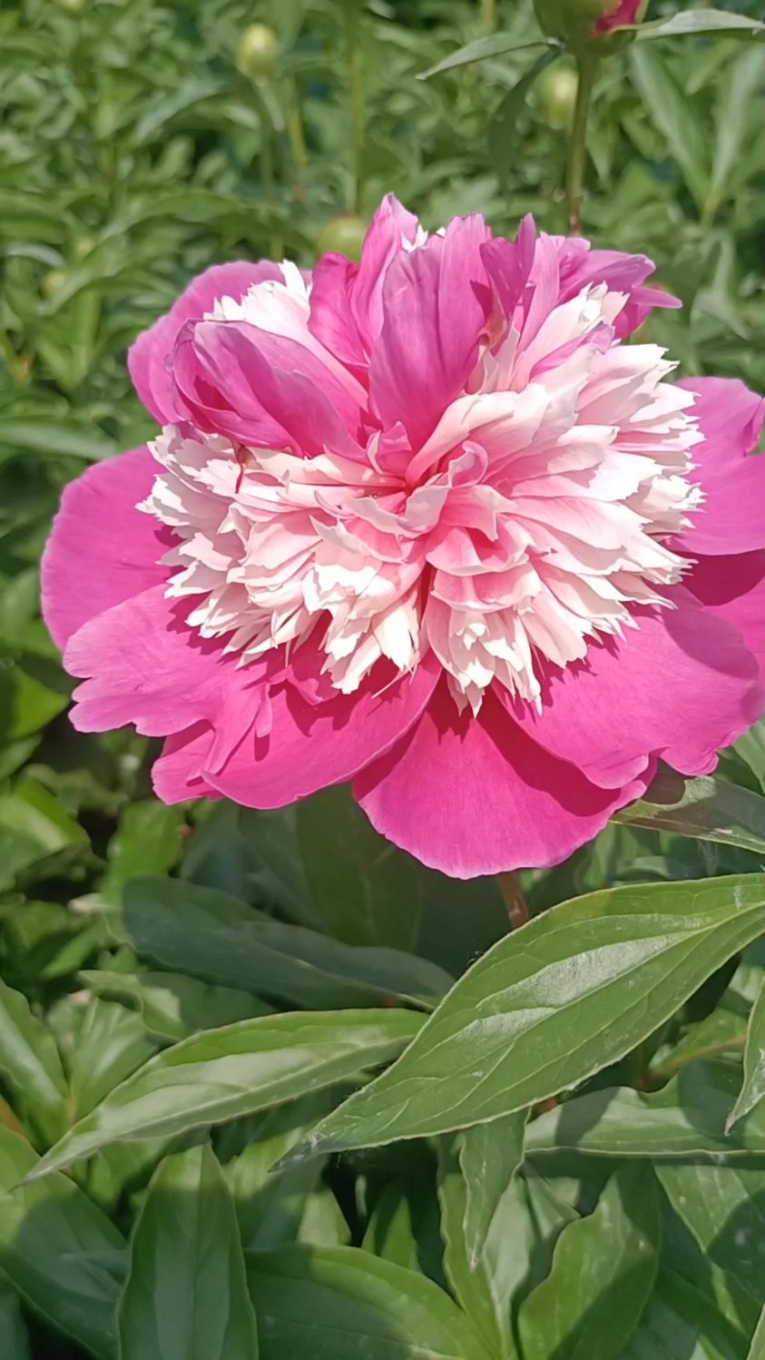 双色紫芍药,花开富贵