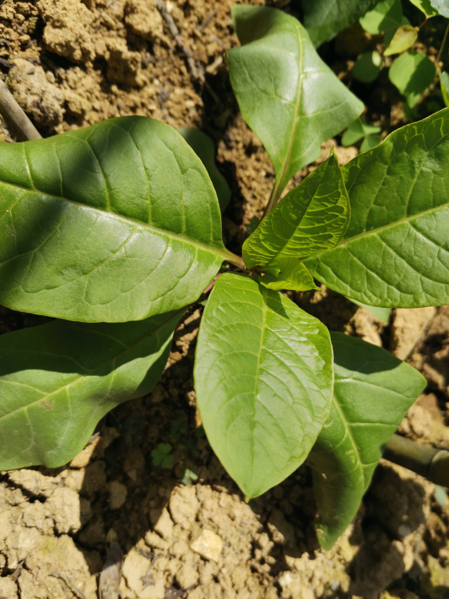 小道旁的野菜:野红参