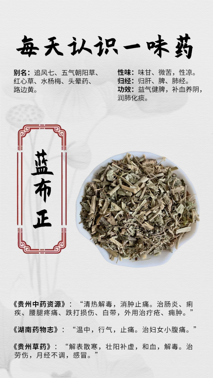 【每天认识一味药】 [玫瑰]蓝布正 87别名:追风七,五气朝阳草,红心