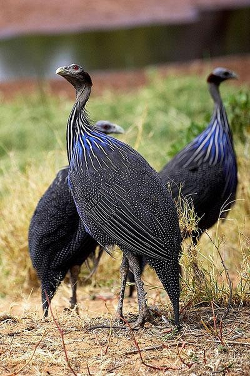 —鹫珠鸡 鹫珠鸡是非洲东部最大和最鲜艳的动物