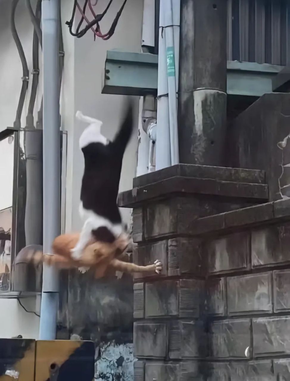浪漫至死不渝