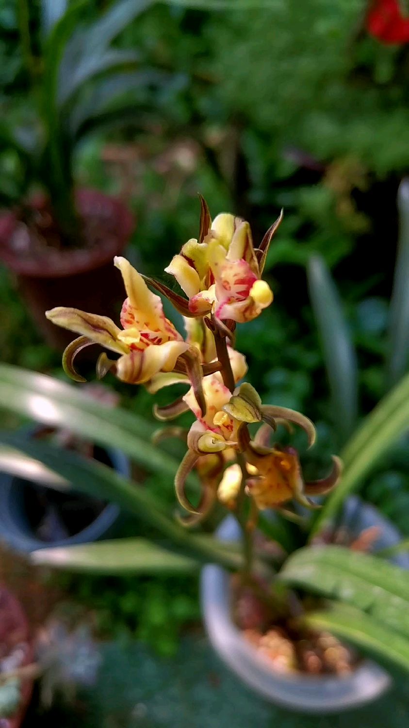 墨兰喜菊,好不好看