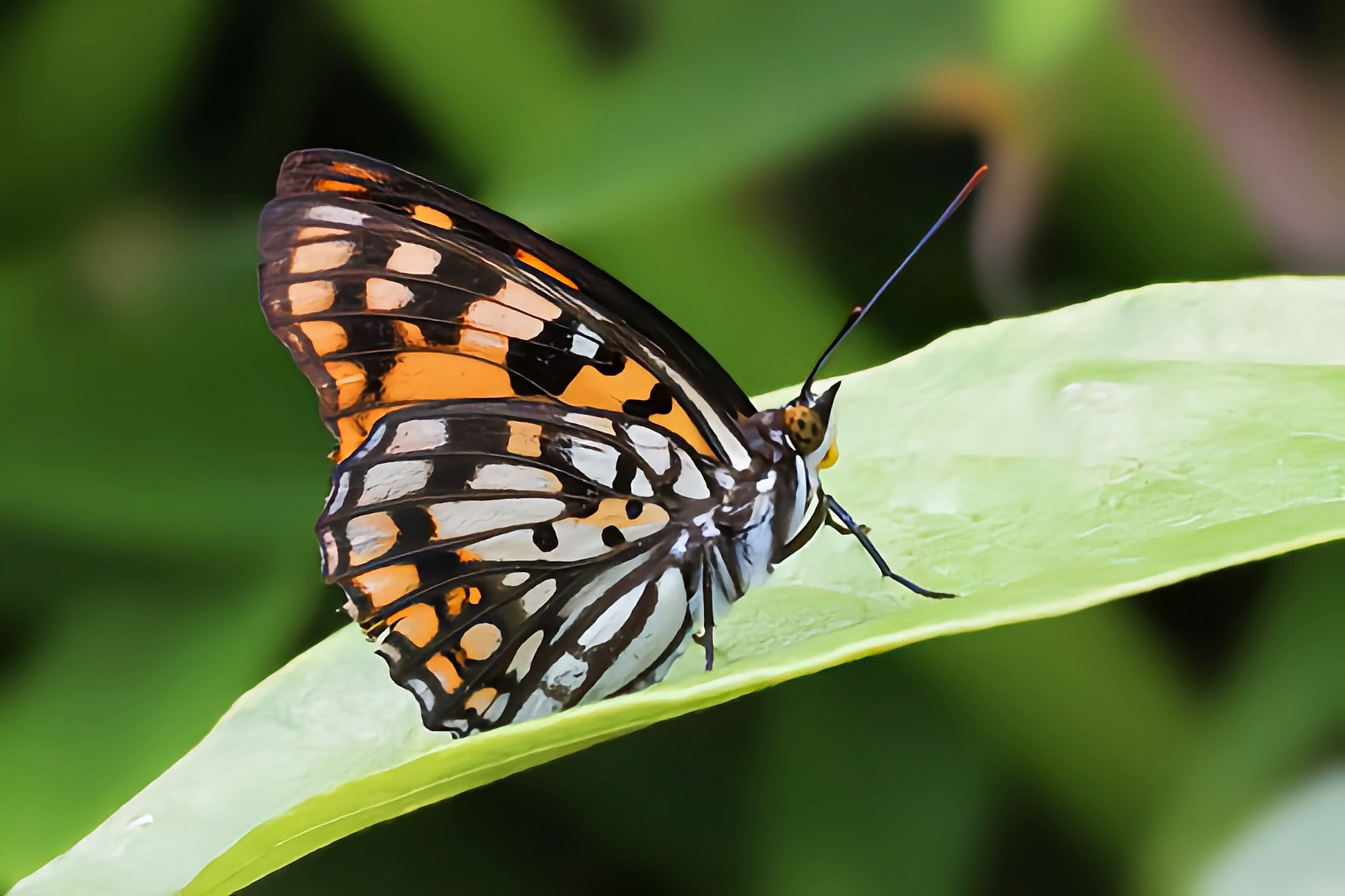 每天认识一种昆虫——黄帅蛱蝶 黄帅蛱蝶是中大型蝴蝶,翅展5-8厘米.