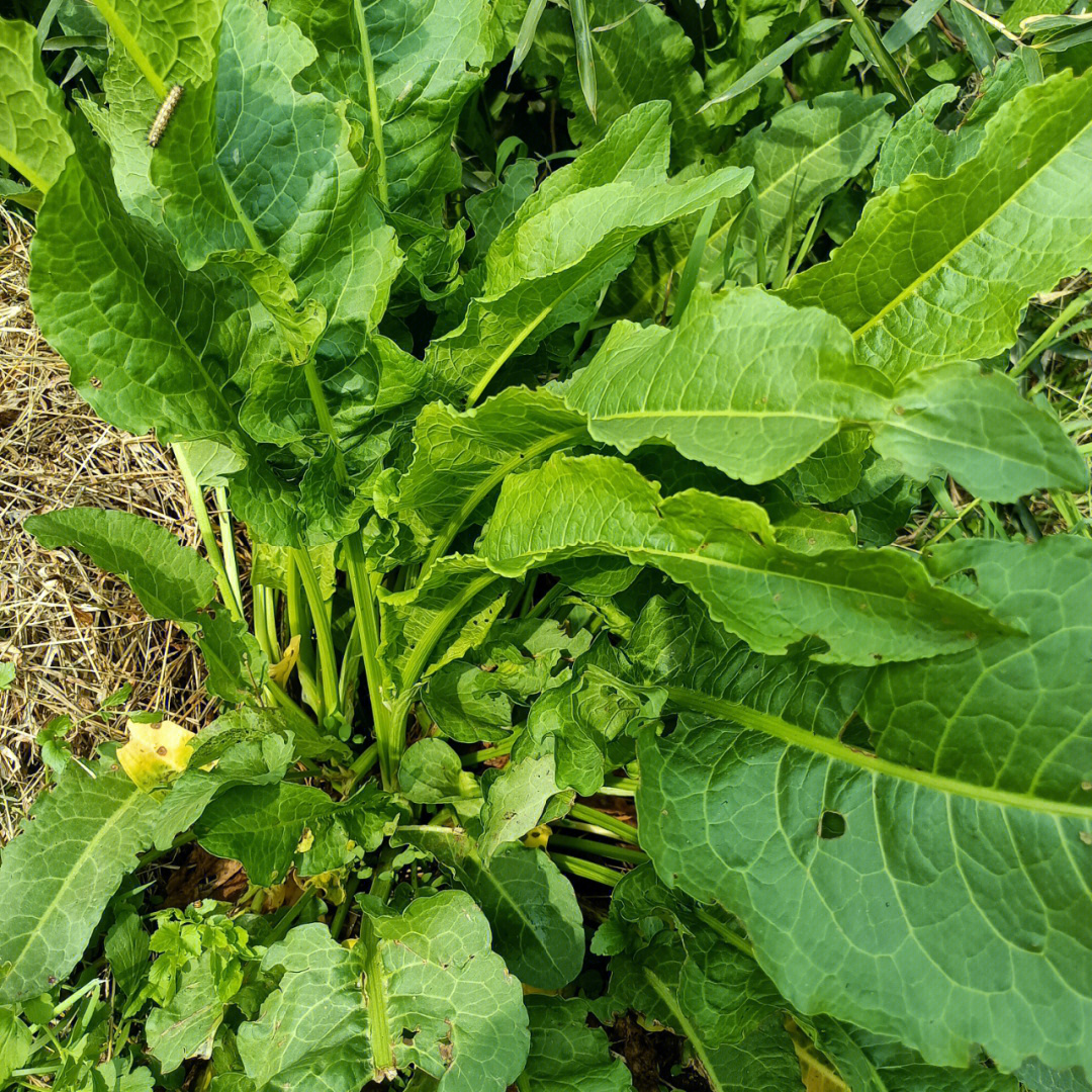 土大黄 一种药用植物的全面介绍