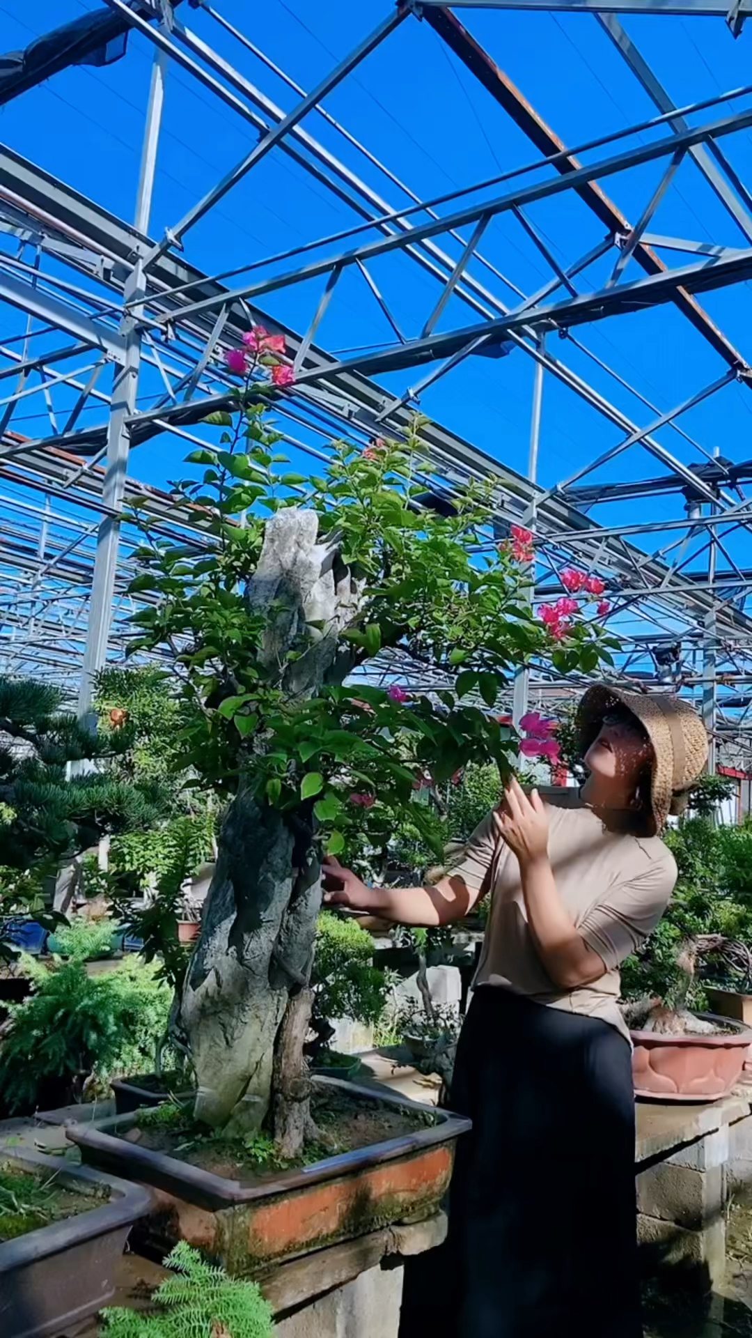 高提根附石三角梅盆景,适合东北方养护喜欢的关注一下吧