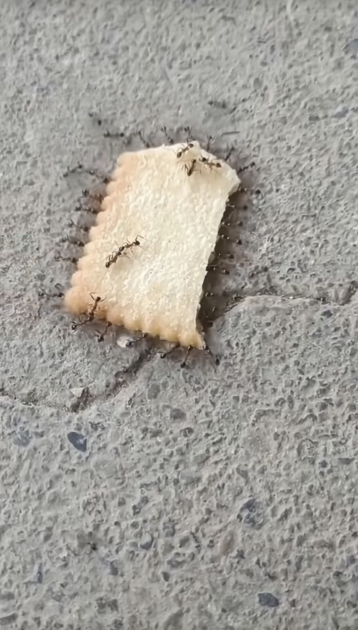 小小的蚂蚁拖动了这么大一块饼!团结的力 量吧!