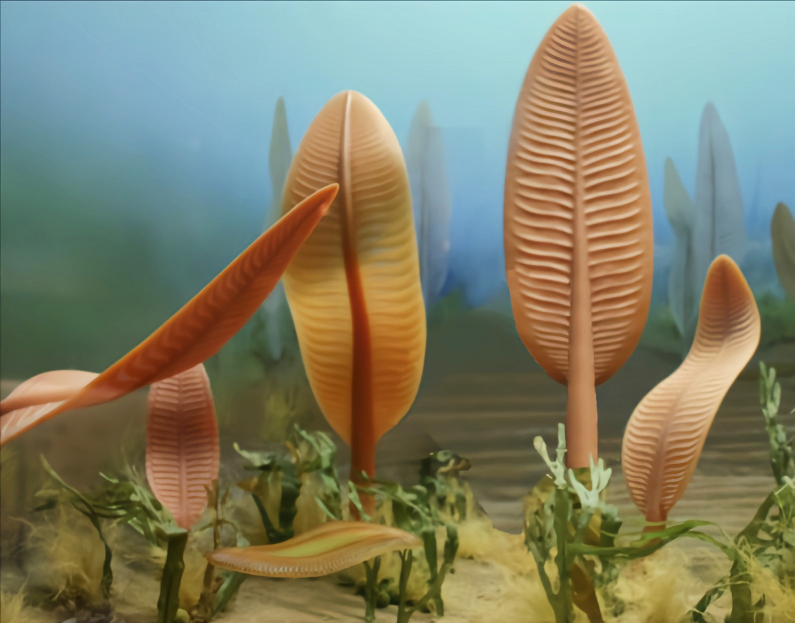 远古生物探秘——查恩盘虫 查恩盘虫生活在距今约6.3亿年前一约5.