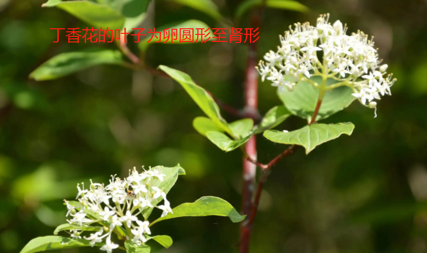 石楠花的丁香花的区别