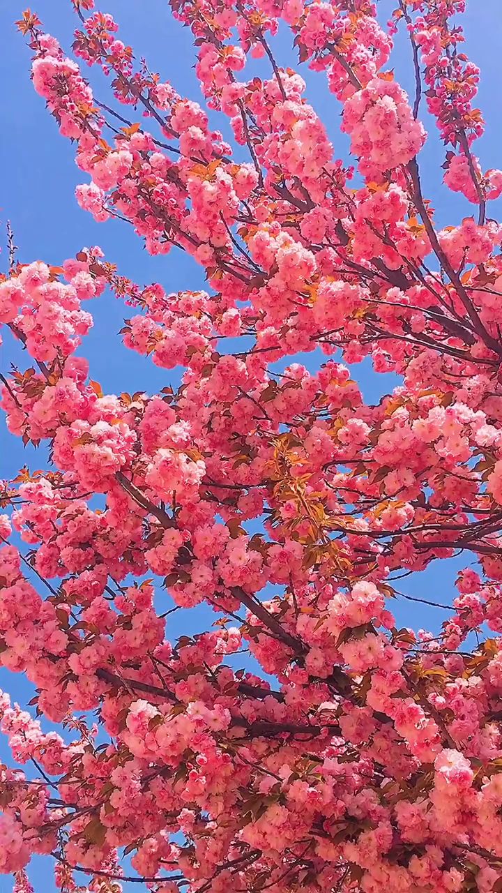 芳菲四月,红色樱花分外妖娆