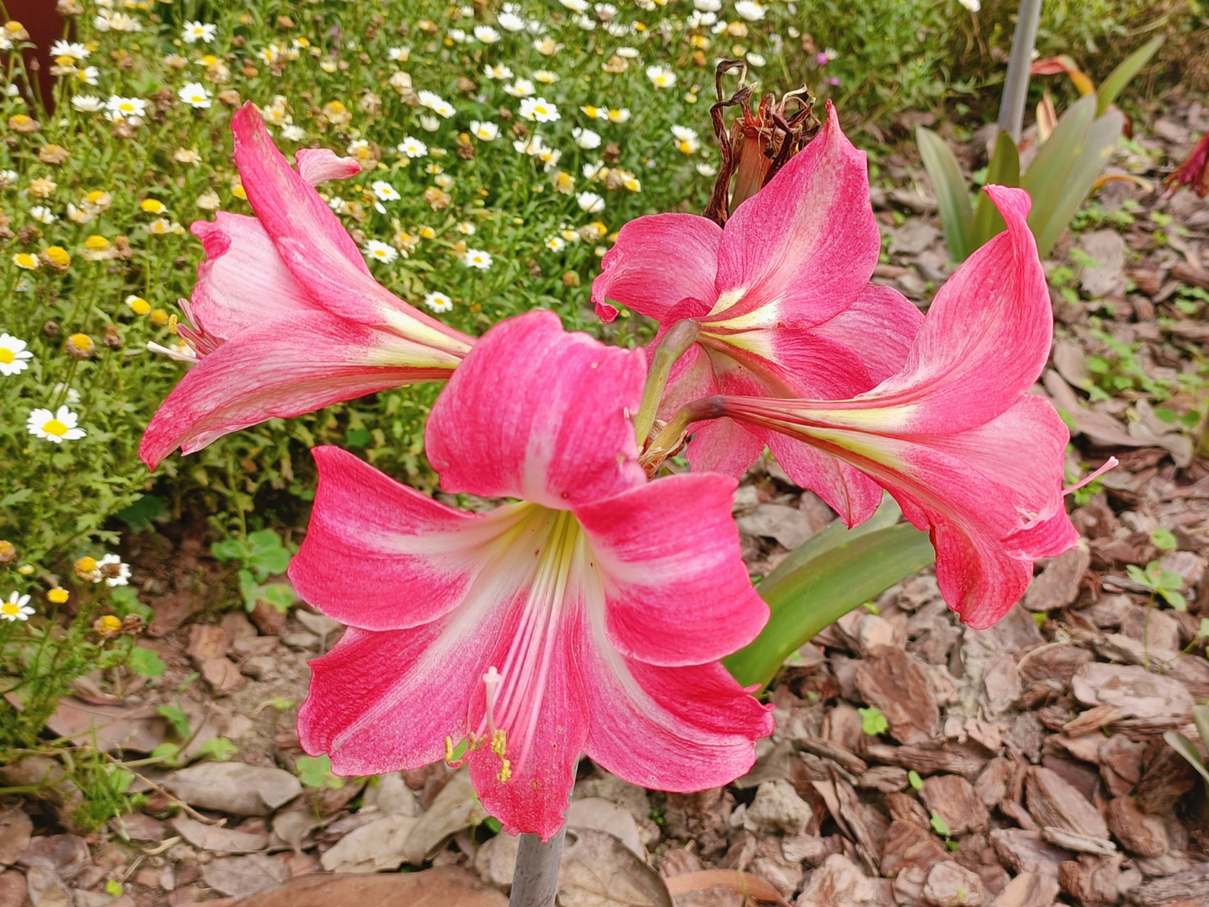 把鹤顶红花送开店做生意的的朋友特别适宜