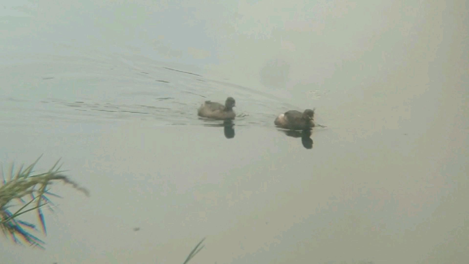 暖心一幕,一个野鸭子捉鱼给同伴吃,太有爱了