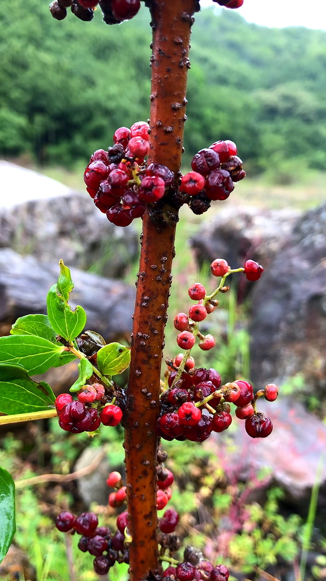 这个野果叫马桑果有毒不能吃