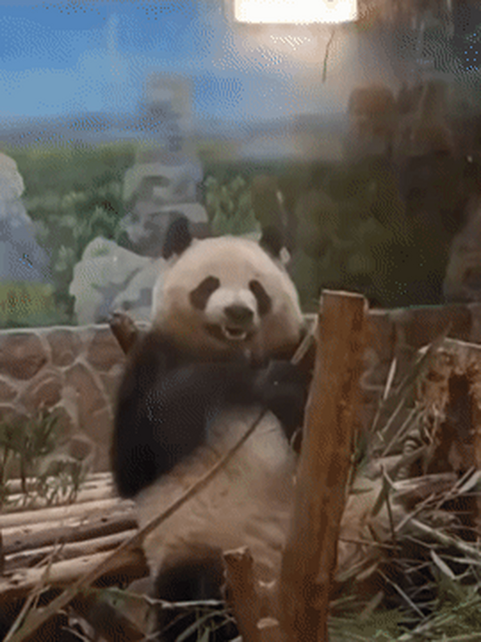 咱就是说,熊猫润玥不愧是有颜有料,美貌与幽默集于一身的小熊,不愧是