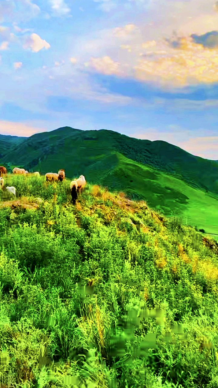 高山草原放牧牛羊