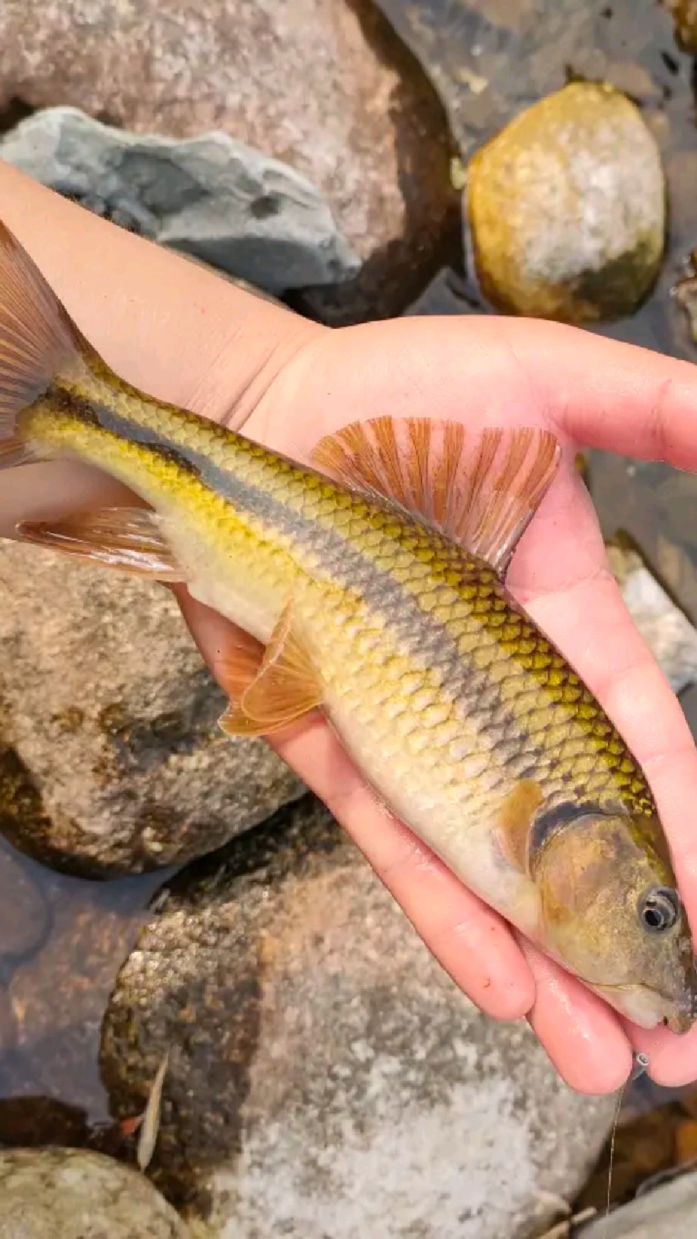 清彻的河里还可以钓到极品大溪石斑鱼太爽了!