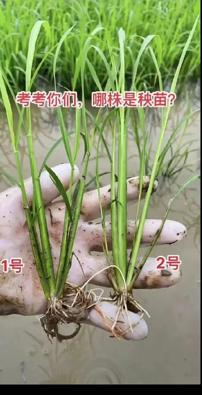 没有种过水稻的人,很难分清楚哪株是秧苗,哪株是野草.