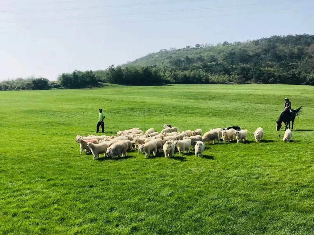 辽宁藏着一个"小新西兰"?大连也有草原,美得犹如呼伦贝尔