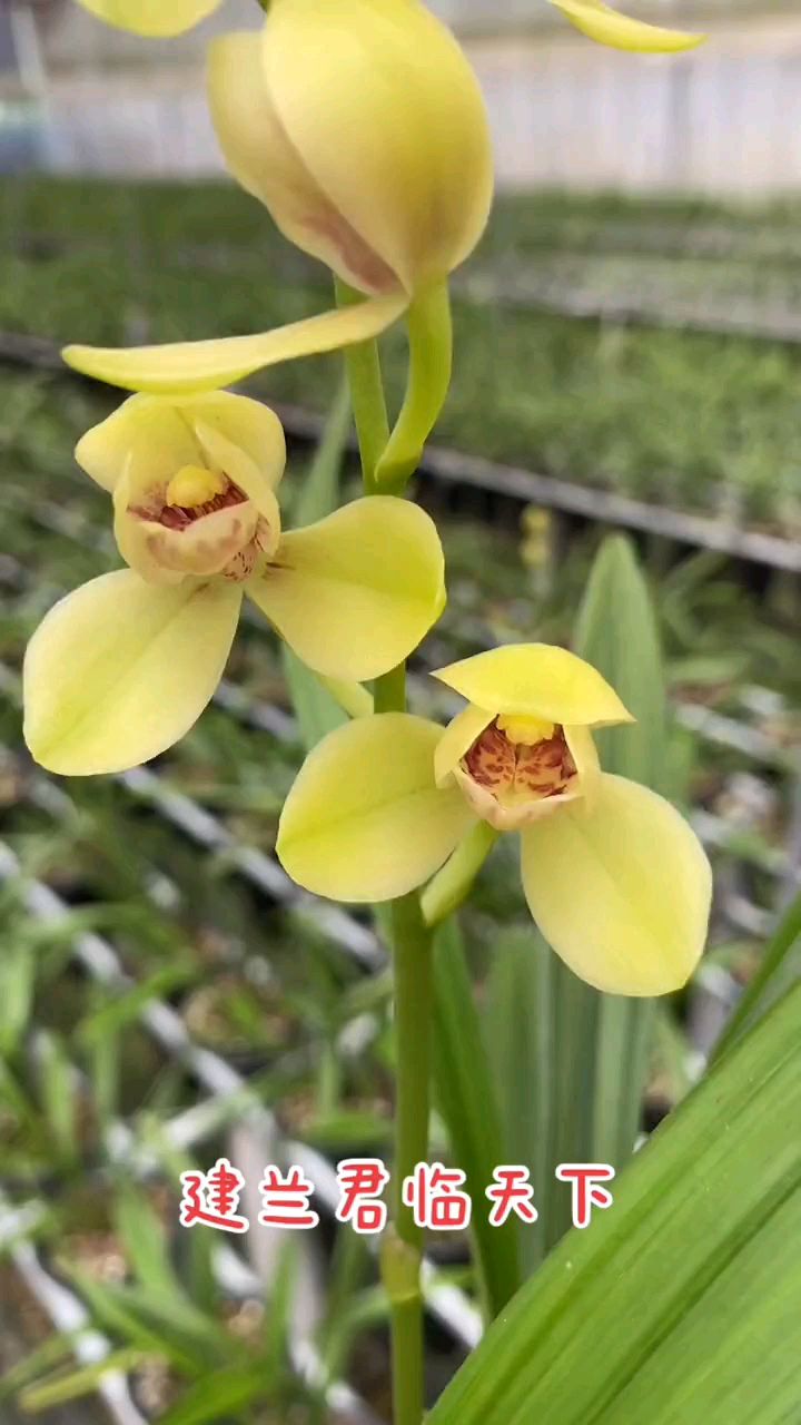 建兰铭品君临天下带花苞