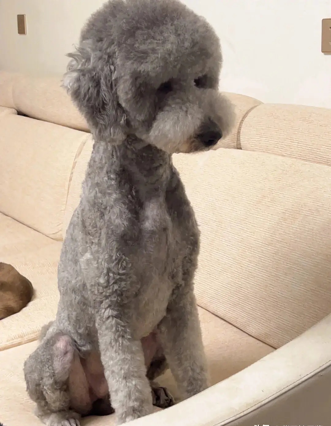 说说养巨贵心得现在巨贵真的很便宜我看很多之前犬舍都在几百领 