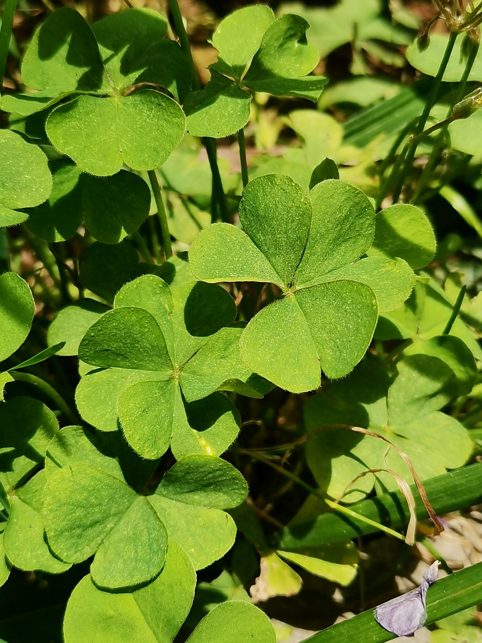 酢(cù)浆草 67酢浆草科多年生直立草本,常见的有黄花,白花,全草可