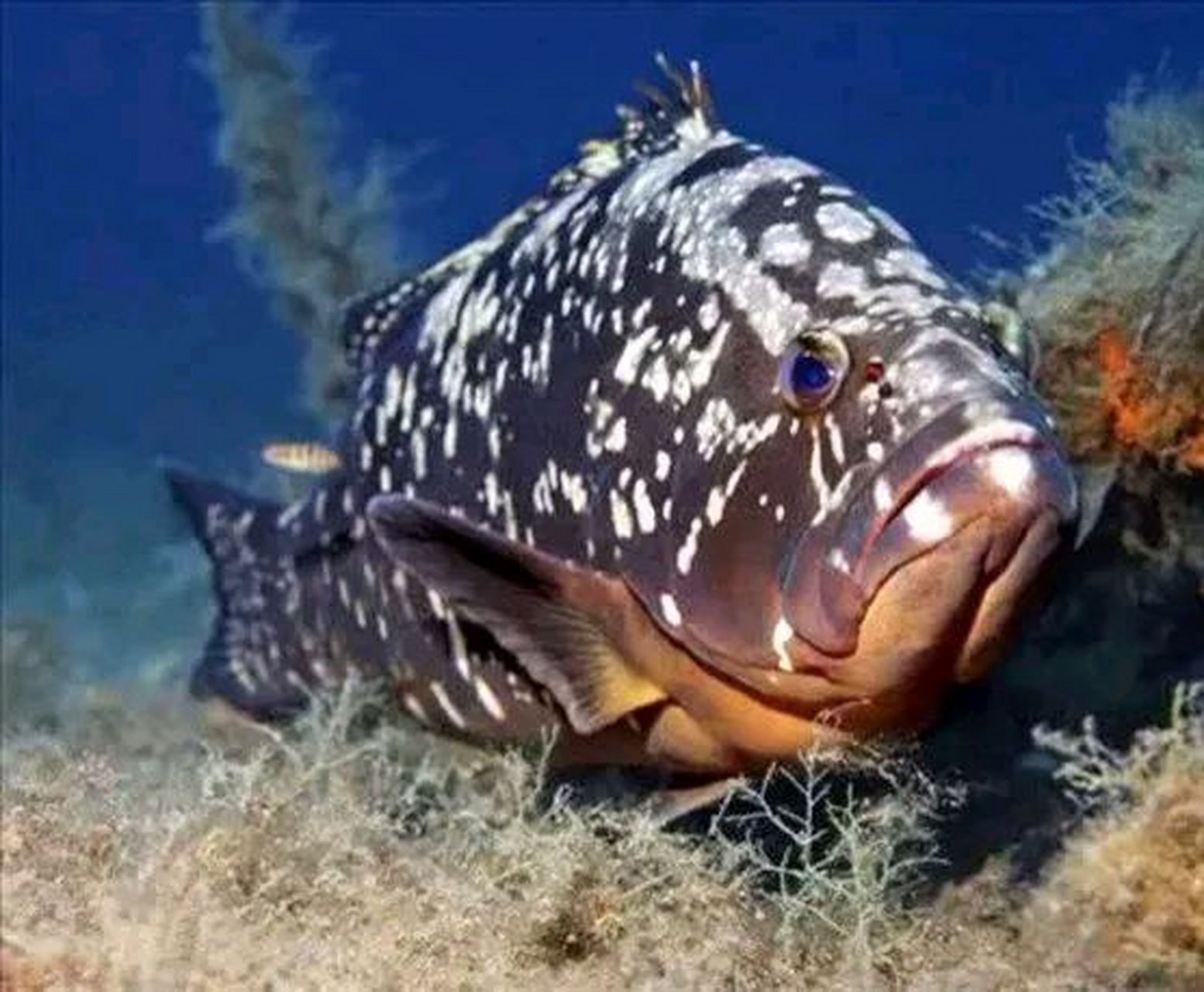 黄磊问珍珠鱼养殖户:"你们一条鱼养大要多久啊?