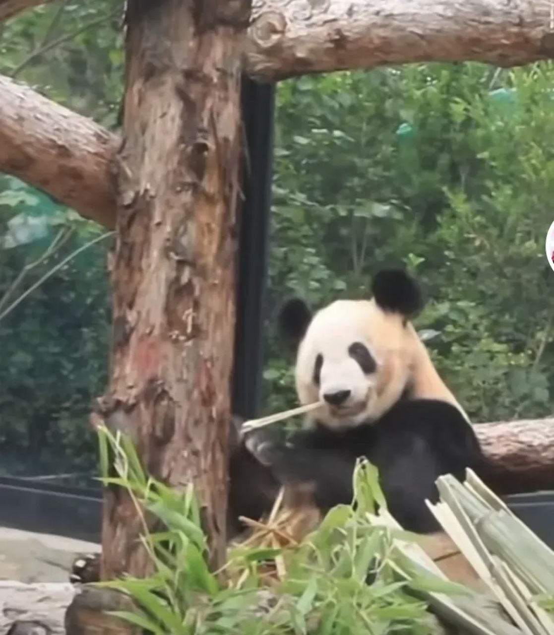 8月17日丫丫:换了一身熊皮袄 丫丫的皮肤病是完全好了,皮毛光滑发亮