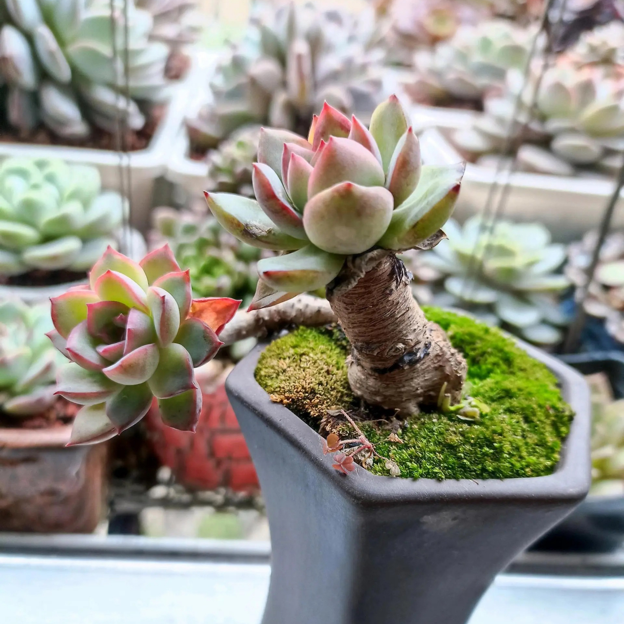 粉荷花老桩,时间的魅力