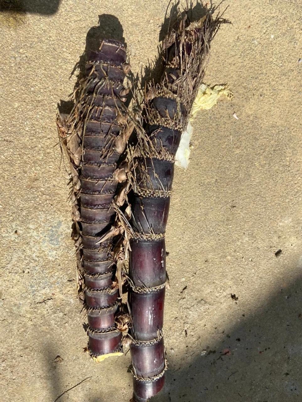 这是雷公虫吗,还是长得有点像甘蔗.