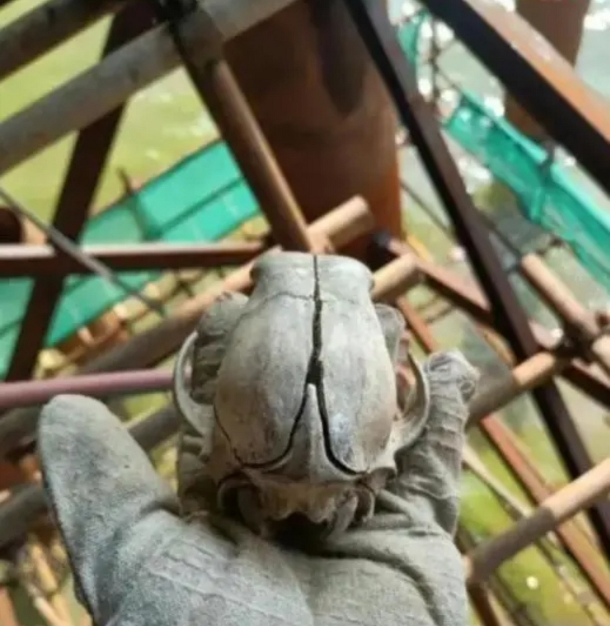 网友:重大发现,工地里挖出了铁血战士的头骨!