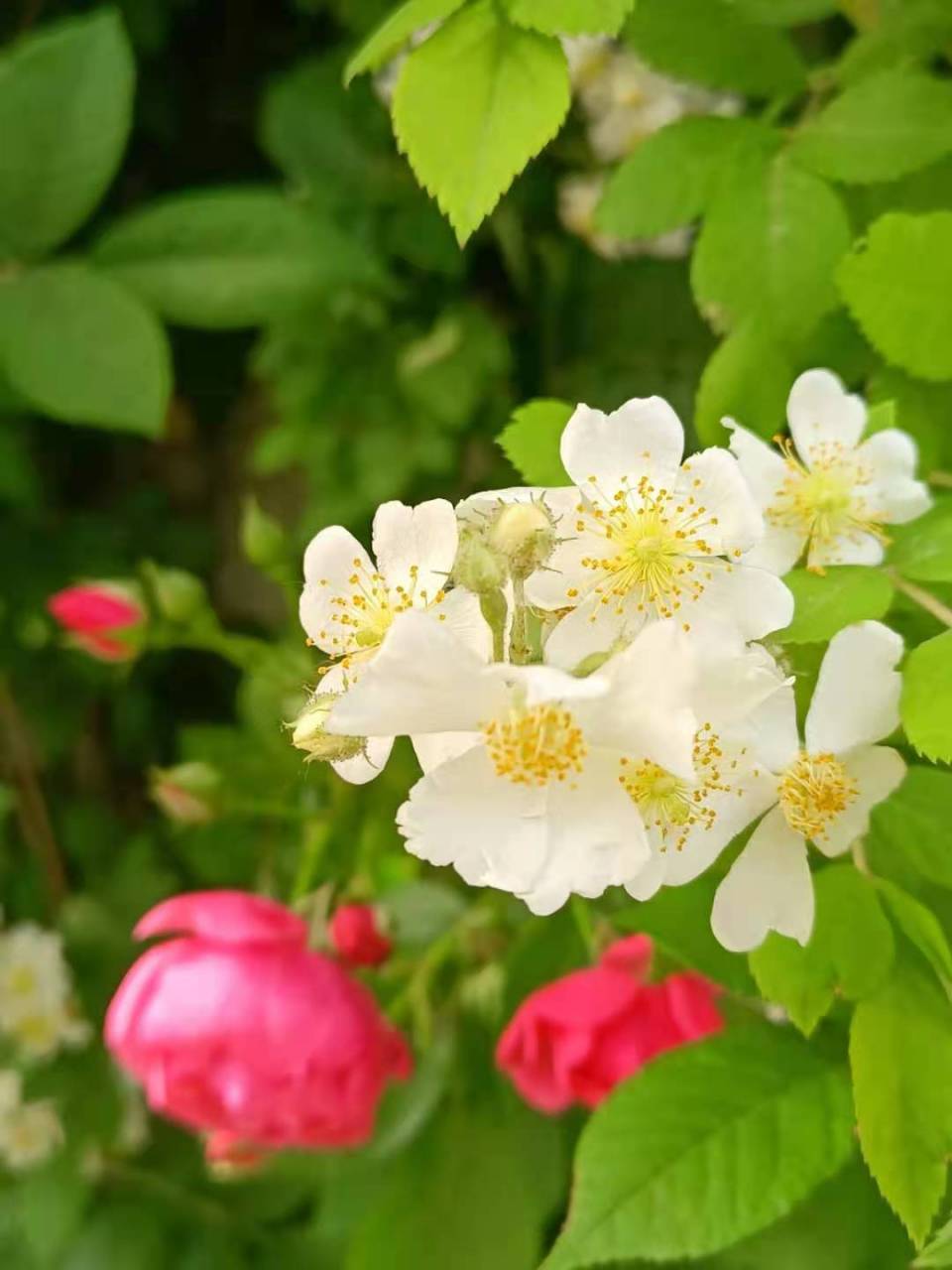 鹅黄色的花,浅浅嫩嫩,纯净又美丽.