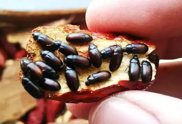 又名洋虫,米虫,成虫寿命可达4个月!九龙虫正确养殖方法