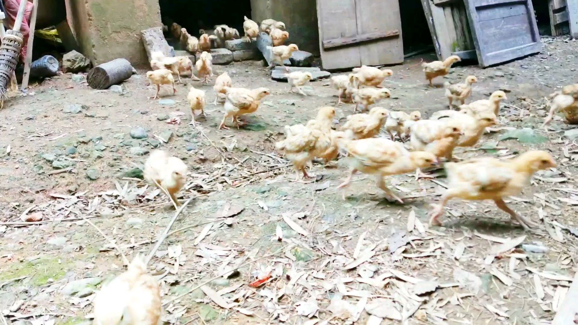 小鸡们一天天长大,要每天放出来晒晒太阳,小鸡晒太阳好处多多