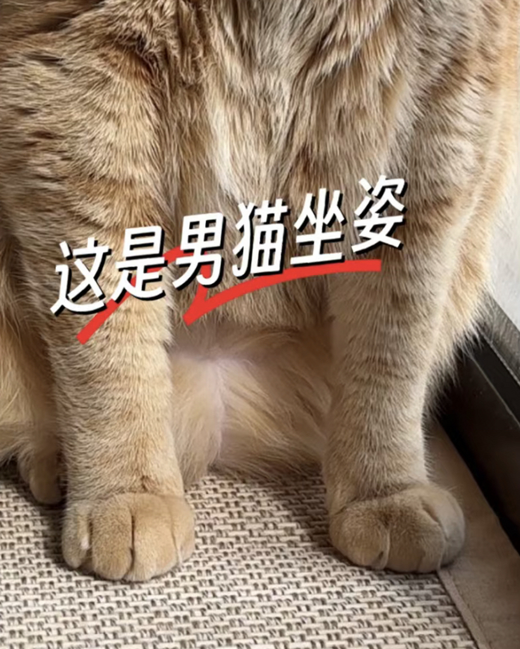 看坐姿|男猫女猫真的不一样哦[偷笑]