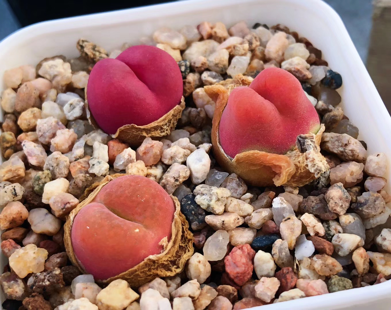 多肉植物肉锥花之毛汉尼