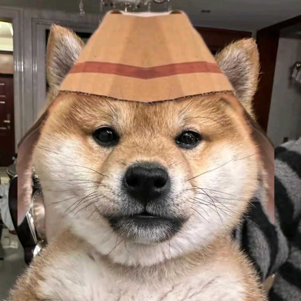 不懂就问 为什么柴犬那么像鬼子#热榜之我见文体专区# #我们都爱聊