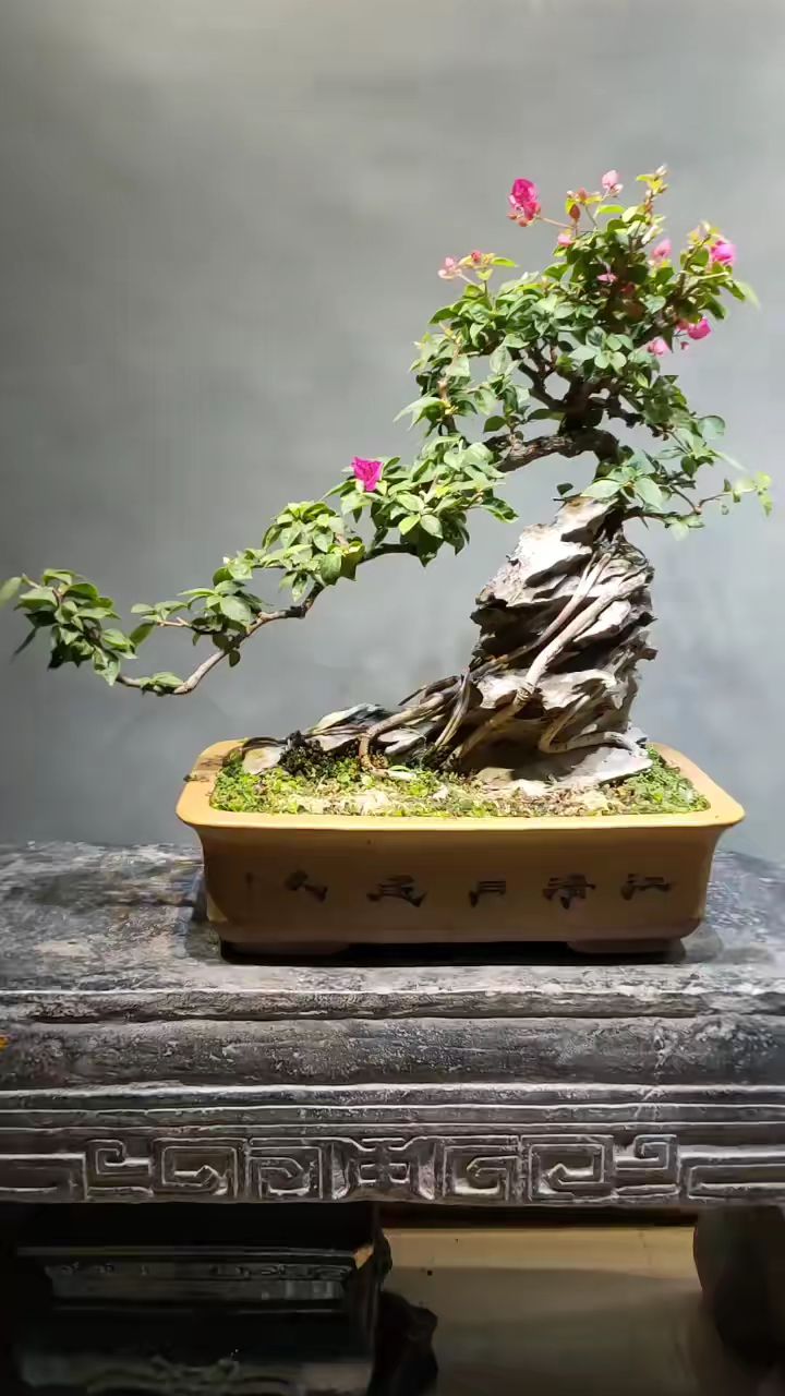 附石三角梅盆景