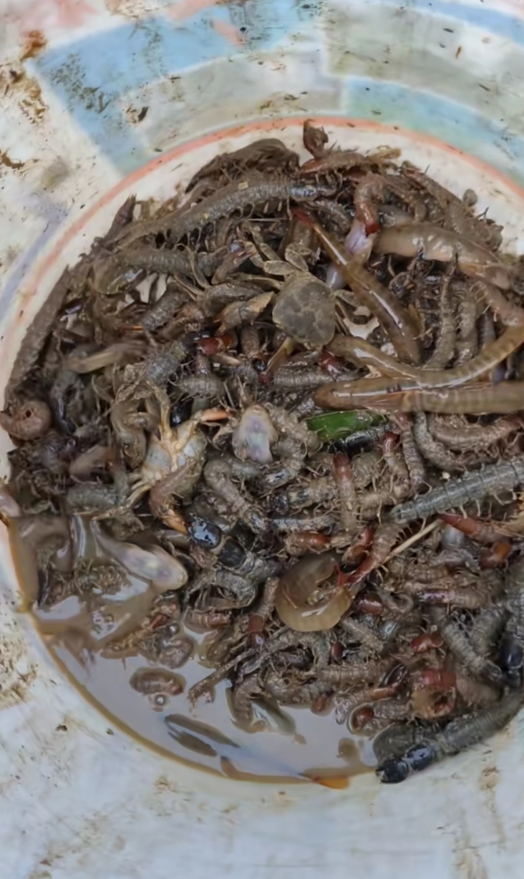 老乡们说捡的这水蜈蚣能吃,咱也是不懂了!