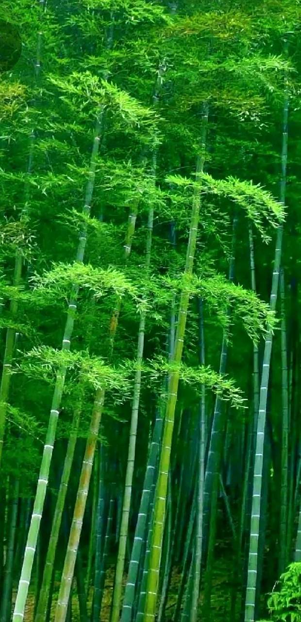 上联:翠竹标亮节 求下联:请下联[作揖][作揖][作揖]