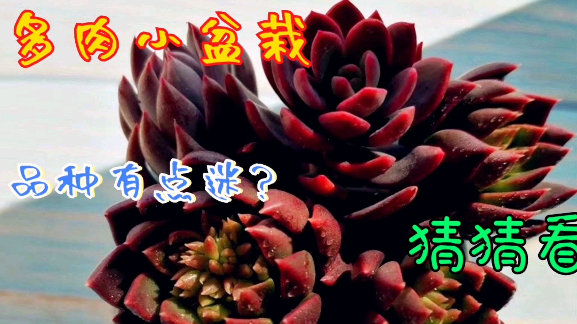 独特美丽的多肉小盆栽,是这样做的,学会种植方法,你也能拥有